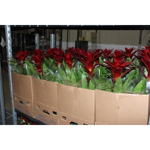 GUZMANIA VERMELHA P14