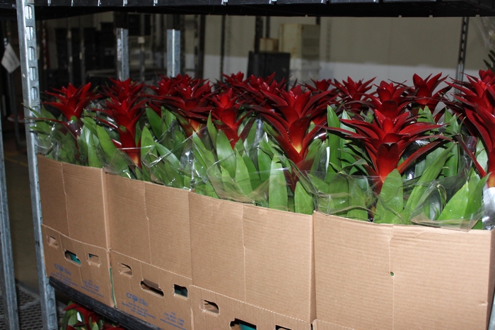 <h4>GUZMANIA VERMELHA P14</h4>