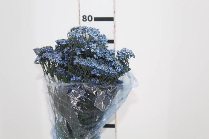 <h4>ACHILLEA MILLEFOLIUM AZUL TINTURADA 060 CM</h4>