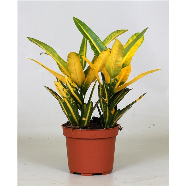 <h4>Croton "Sunny Star"</h4>