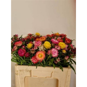 Helichrysum Gemengd