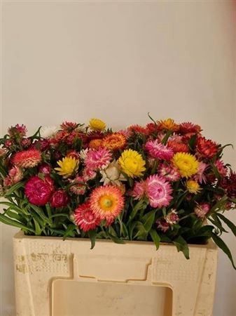 <h4>Helichrysum Gemengd</h4>