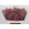 Chamelaucium Niek's Pride