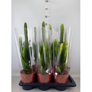 Euphorbia trigona