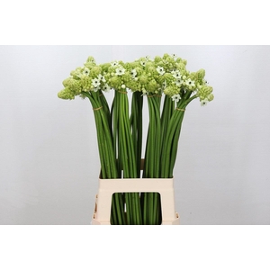 Ornithogalum Saundersiae