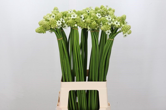 Ornithogalum Saundersiae