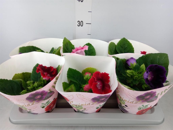 <h4>Sinningia   ...mix</h4>