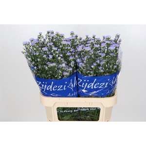 Aster Cassandra