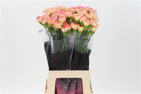 <h4>Di St Yellow Viana</h4>