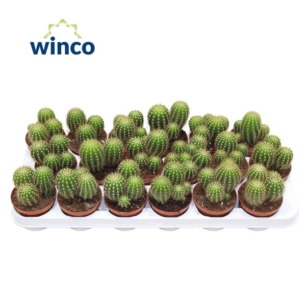 <h4>Trichocereus Huascha ssp. (group)</h4>
