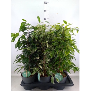 Ficus benja.   ...mix