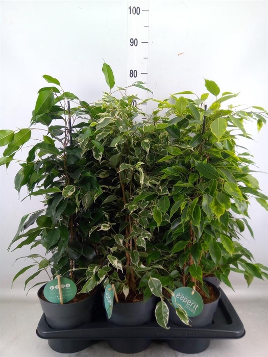 <h4>Ficus benja.   ...mix</h4>