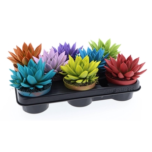 Echeveria  'Miranda'