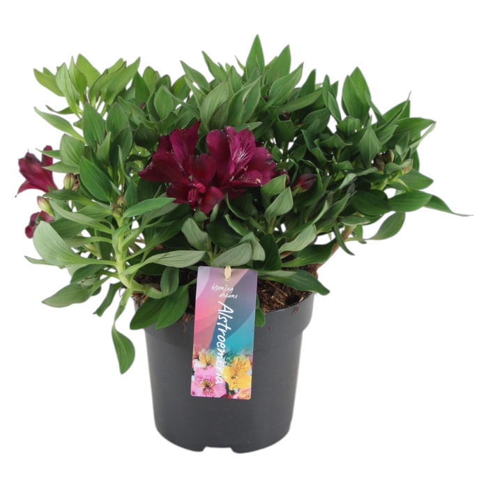 <h4>Alstroemeria Inticancha Dark Purple p17</h4>