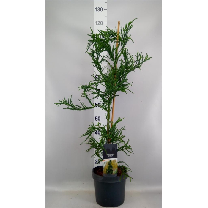 <h4>Cryptomeria japon. 'Rasen'</h4>