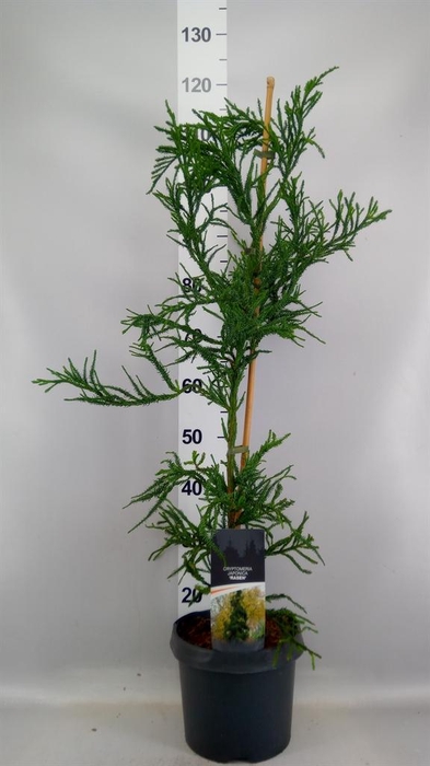 Cryptomeria japon. 'Rasen'