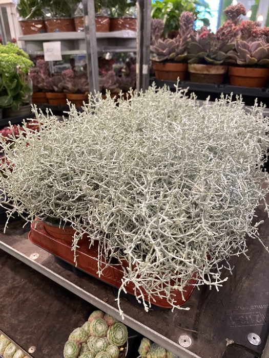 Leucophyta brownii
