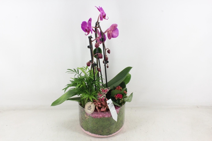 <h4>arr2 PL - Glas cilinder phal. lila std</h4>