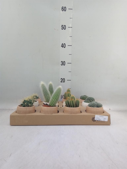 <h4>Cactus   ...mix</h4>