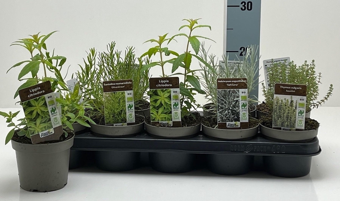 <h4>TUINKRUIDEN GEM</h4>