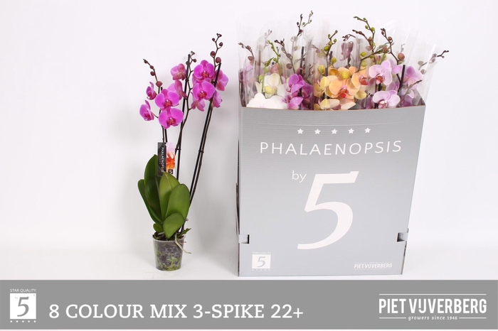 <h4>PHAL GEM 8 KL</h4>