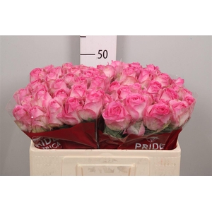 R Gr Avalanche Cand+