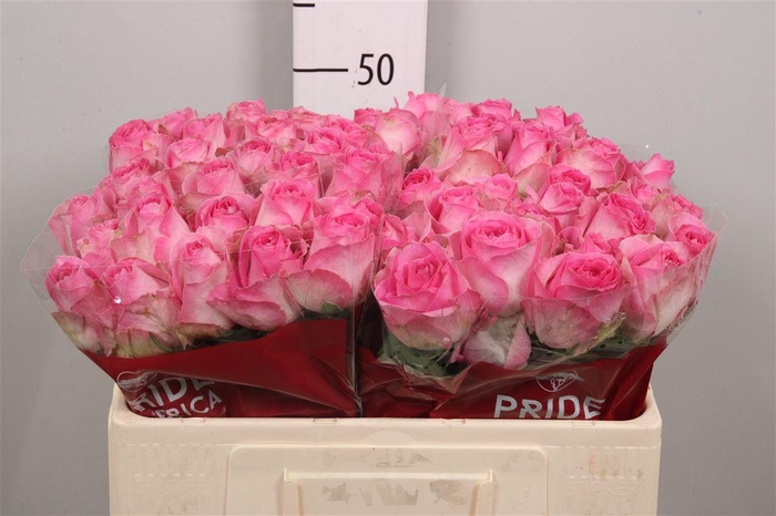 <h4>R Gr Avalanche Cand+</h4>