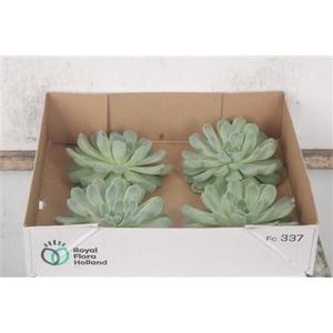 Echeveria Albicans X4