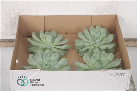 <h4>Echeveria Albicans X4</h4>