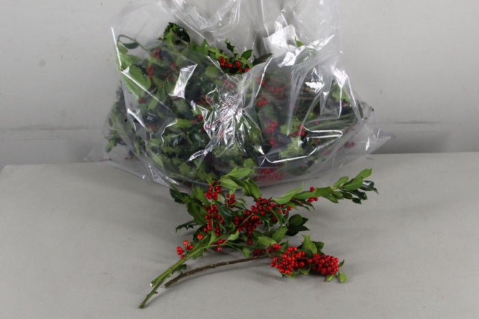 <h4>HULST RED BERRY PER KG</h4>