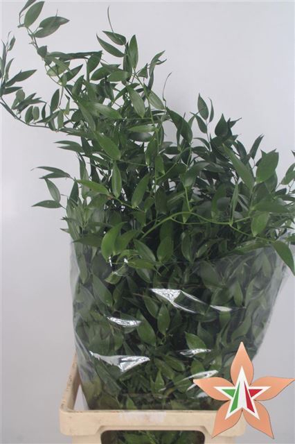 <h4>RUSCUS ACULEATUS BS</h4>