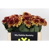 Dahlia Creme de Cognac