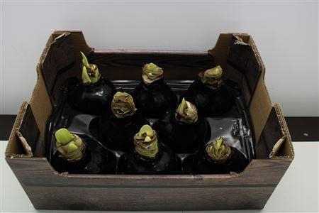 <h4>Amaryllis Bol Zwart</h4>