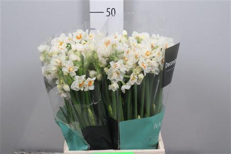 <h4>Narc Du Abba</h4>