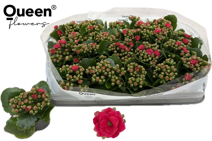 <h4>KAL GE RF ELYSE</h4>