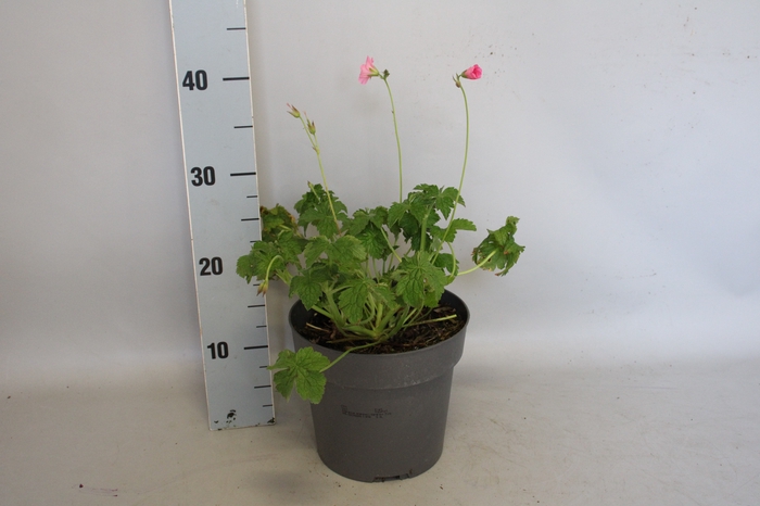 <h4>vaste planten 19 cm  Geranium Wargrave Pink</h4>