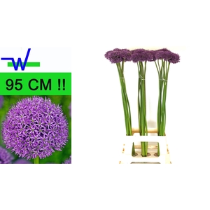ALLIUM GLADIATOR