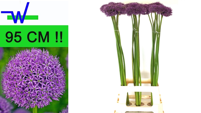 <h4>ALLIUM GLADIATOR</h4>