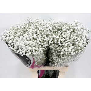 Gypsophila Dynamic Love (bunche 650 gr.) (promo)