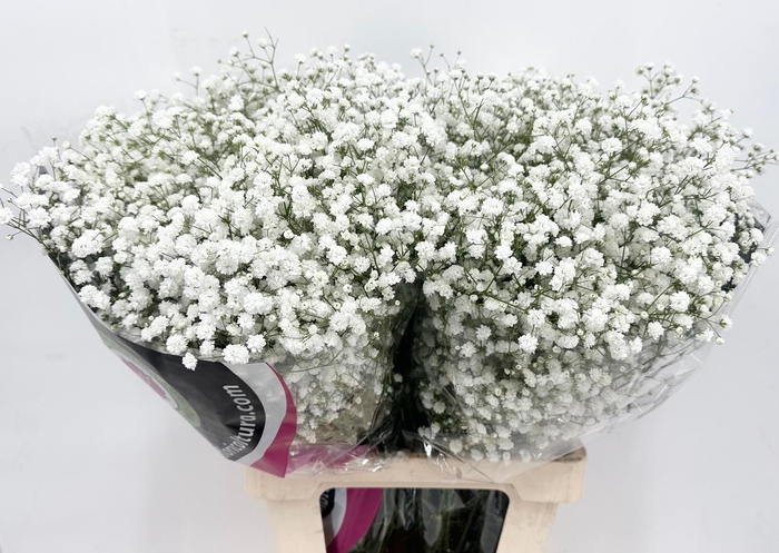 <h4>Gypsophila Dynamic Love (bunche 650 gr.) (promo)</h4>