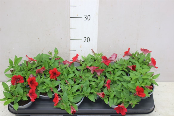 <h4>Petunia Red</h4>