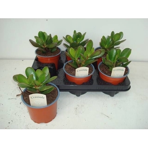 CRASS OVATA