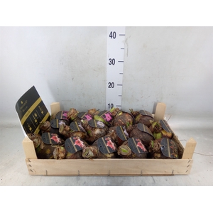 Hippeastrum   ...flowerbulbs