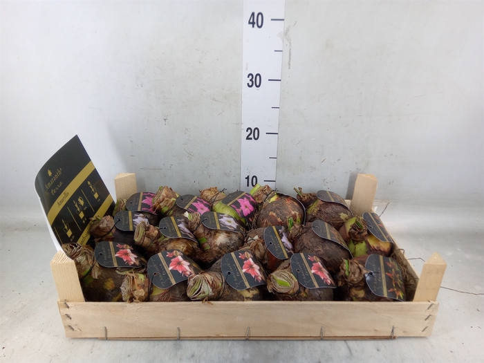 <h4>Hippeastrum   ...flowerbulbs</h4>