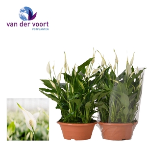 Spathiphyllum 23 cm Bellini schaal blanco hoes
