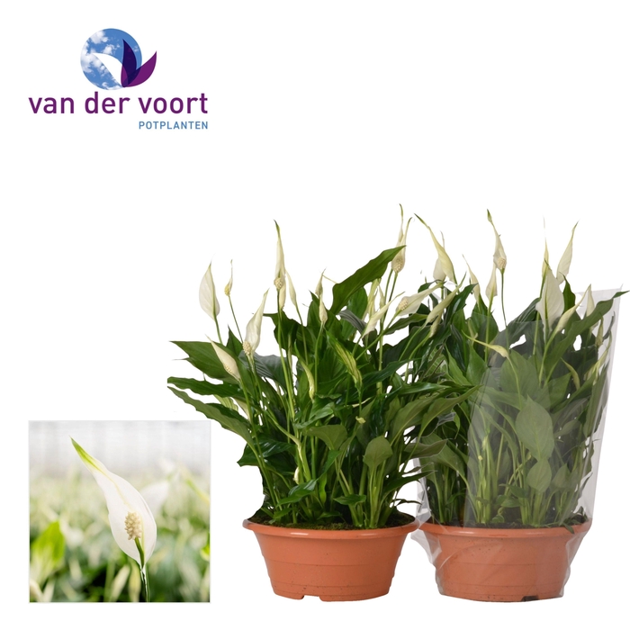 <h4>Spathiphyllum 23 cm Bellini schaal blanco hoes</h4>