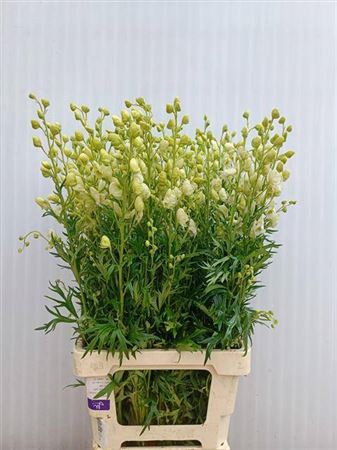<h4>Aconitum Na Album</h4>