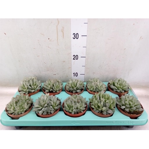 Haworthia cymbiformis