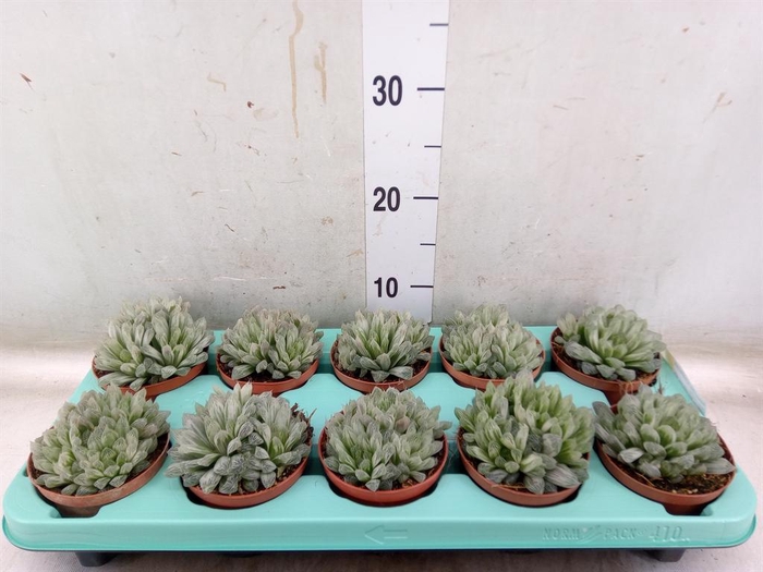 <h4>Haworthia cymbiformis</h4>