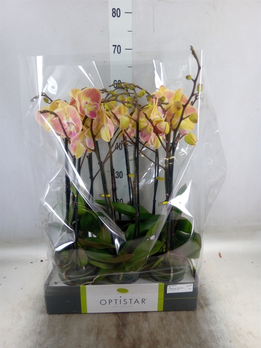 <h4>Phalaenopsis   ...orange</h4>